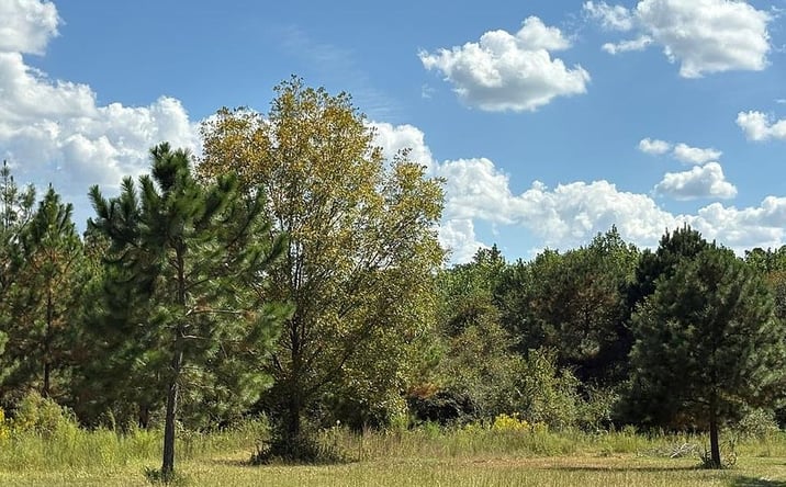 Pictures of Land property located at 376 West Rd, Poulan, GA 31781 for sales - image #1