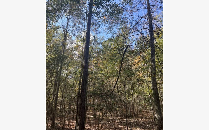 Pictures of Land property located at Gore Store Rd, Kountze, TX 77625 for sales - image #1