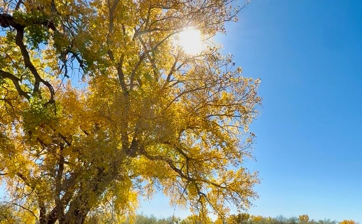 Pictures of Land property located at XX ROAD 4599, Blanco, NM 87412 for sales - image #1