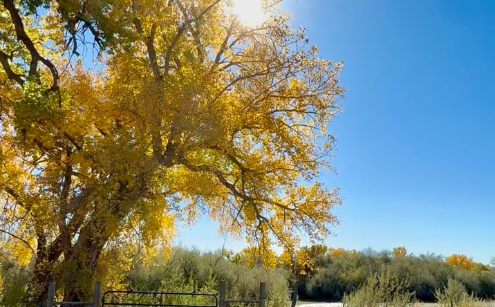 Pictures of Land property located at XX ROAD 4599, Blanco, NM 87412 for sales - image #1