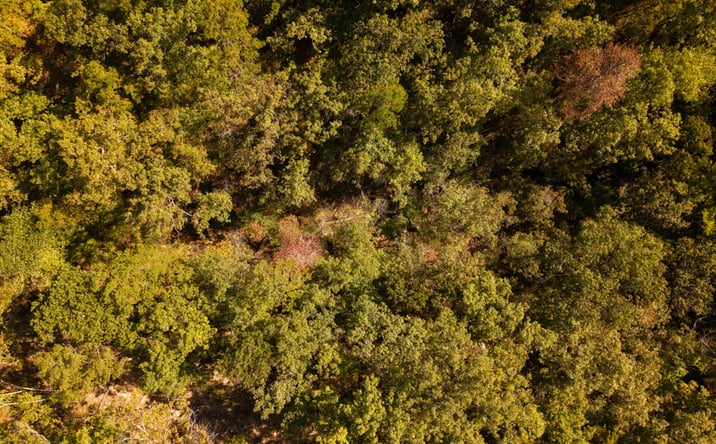 Pictures of Land property located at TBD Forrest Drive, Houston, MO 65483 for sales - image #1