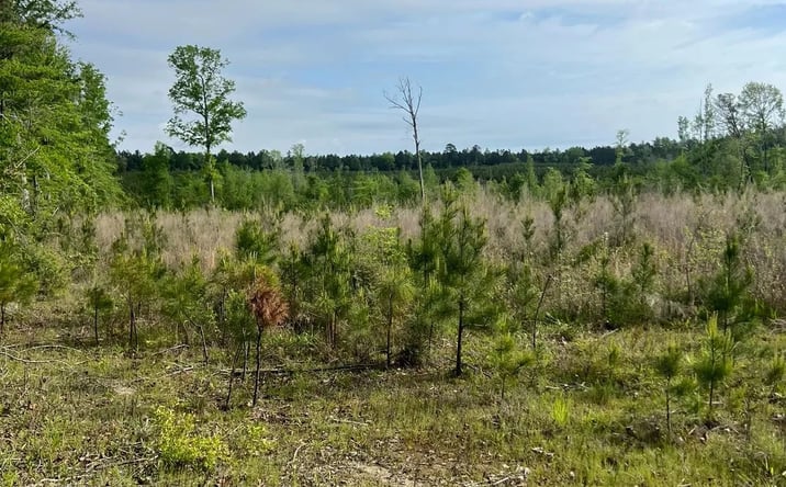 Pictures of Land property located at Century Loop Road, 49835, LA 71226 for sales - image #1