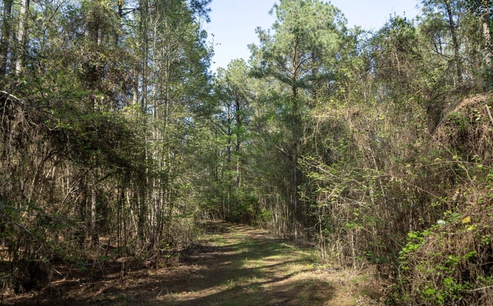 Pictures of Land property located at Shortstraw Road, 49864, LA 71270 for sales - image #1