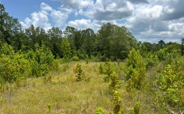 Pictures of Land property located at 0 Madden Road, 51901, LA 71270 for sales - image #1