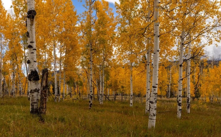Pictures of Land property located at Lot 144 Sky Hitch IV, 16961, CO 80467 for sales - image #1