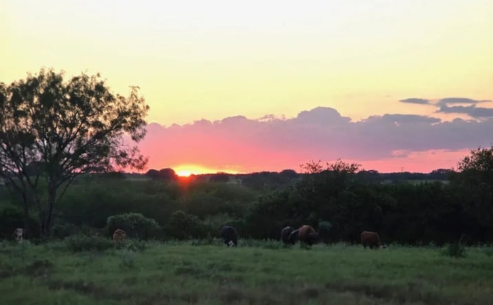 Pictures of Land property located at 6203 FM 673, 123897, TX 78102 for sales - image #1