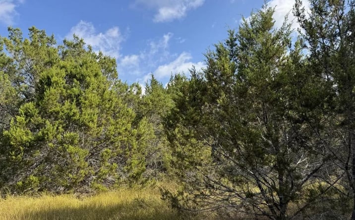 Pictures of Land property located at TBD Cr 304, 123959, TX 78605 for sales - image #1