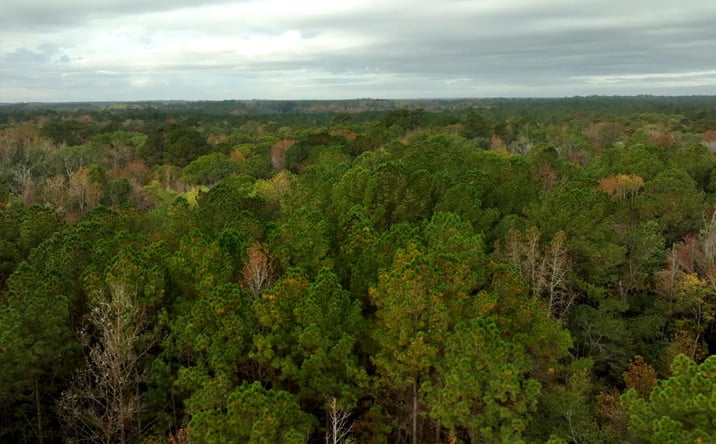Pictures of Land property located at Twin Forks Rd/Martin Rd, Statesboro, GA 30458 for sales - image #1