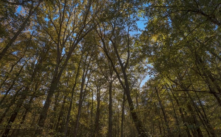 Pictures of Land property located at Off of Old Savannah Rd., Millen, GA 30442 for sales - image #1