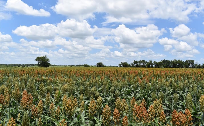 Pictures of Land property located at TBD County Road 109, Buckholts, TX 76518 for sales - image #1