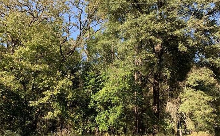 Pictures of Land property located at 12 Se Earl Blvd Lot 73-75, Branford, FL 32008 for sales - image #1