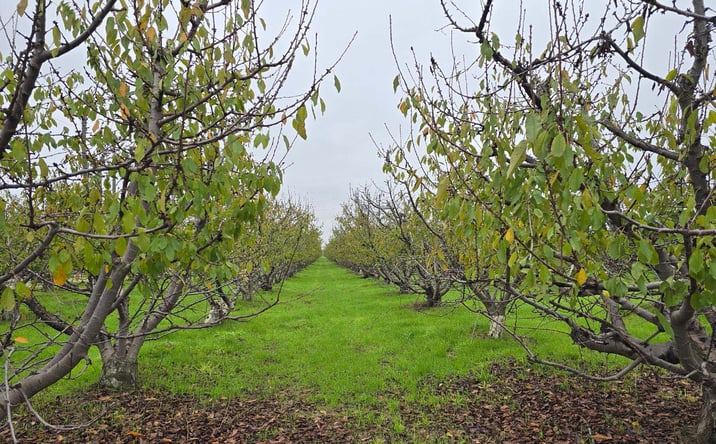 Pictures of Land property located at 3198 W Dinuba Ave, Fresno, CA 93706 for sales - image #1