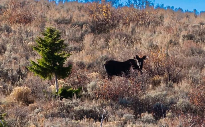 Pictures of Land property located at TBD County Road 249, Rifle, CO 81650 for sales - image #1