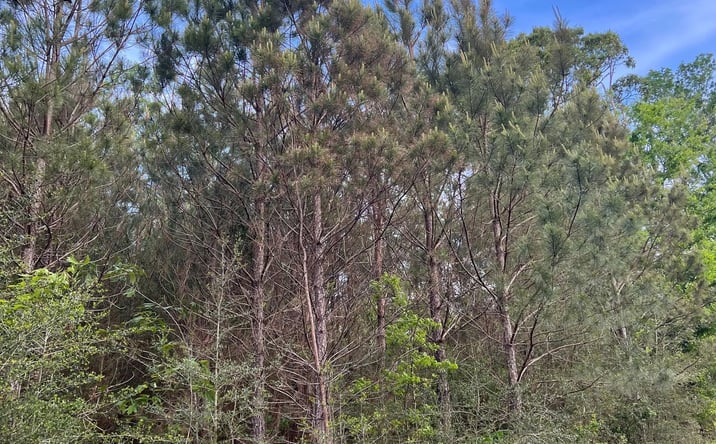 Pictures of Land property located at Dyar Property - Heidelberg, Enterprise, MS 39330 for sales - image #1