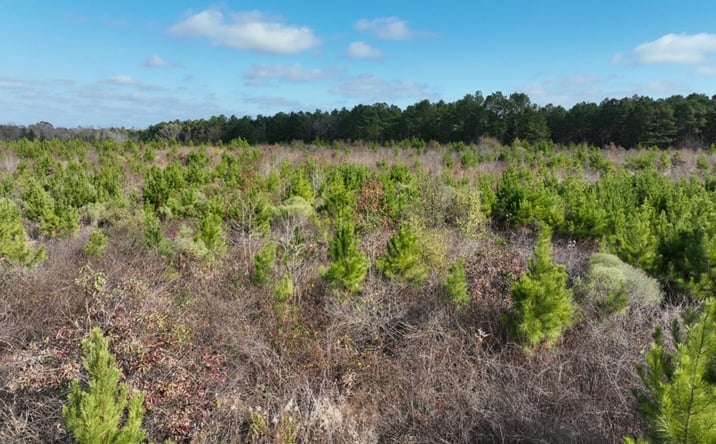 Pictures of Land property located at 33.01 ac CR 4231, Atlanta, TX 75551 for sales - image #1