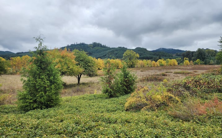 Pictures of Land property located at 19326 Alsea Highway, Alsea, OR 97324 for sales - image #1