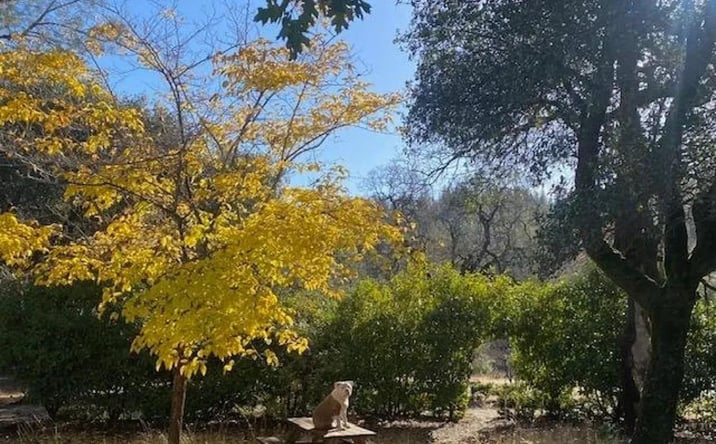 Pictures of Land property located at 176 Bandit Lane, 13988, CA 95966 for sales - image #1