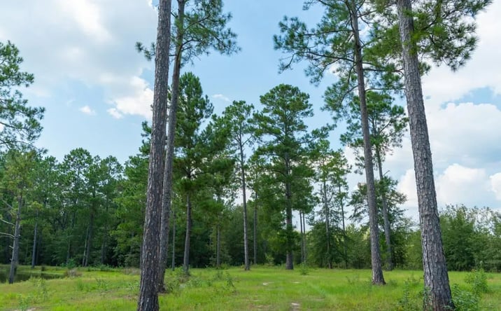 Pictures of Land property located at 1182 Jacksonville Hwy, 27948, GA 31750 for sales - image #1