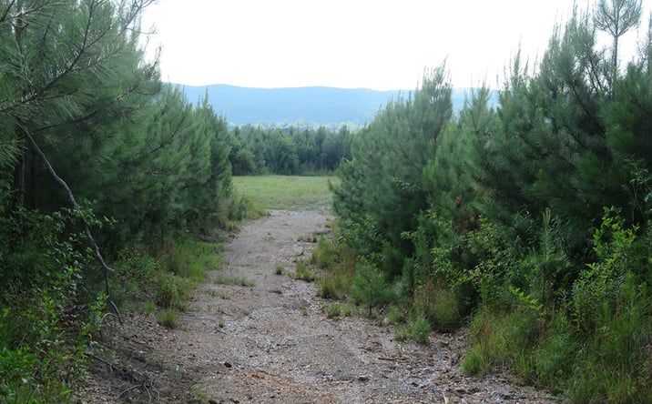 Pictures of Land property located at Hwy 884, Malone, AL 36278 for sales - image #1