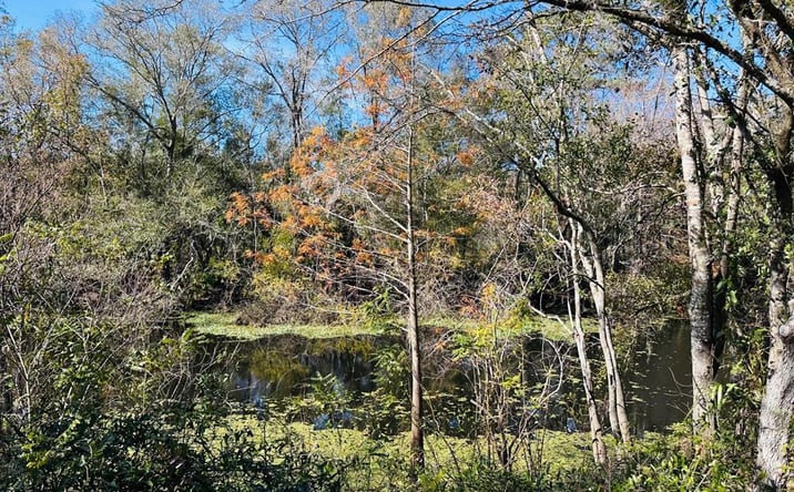 Pictures of Land property located at 2180 NE Hwy 317, Old Town, FL 32680 for sales - image #1
