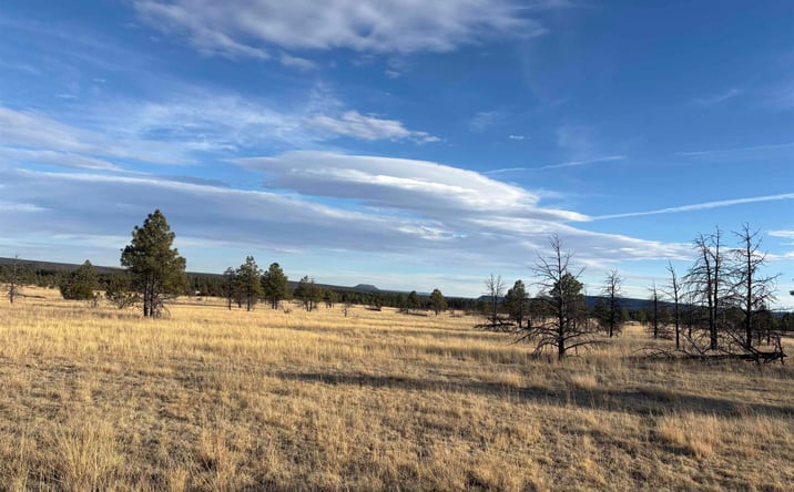 Pictures of Land property located at 20 Acres Falls Creek Meadow County Rd A16c Road, Mineral Hill, NM 87701 for sales - image #1