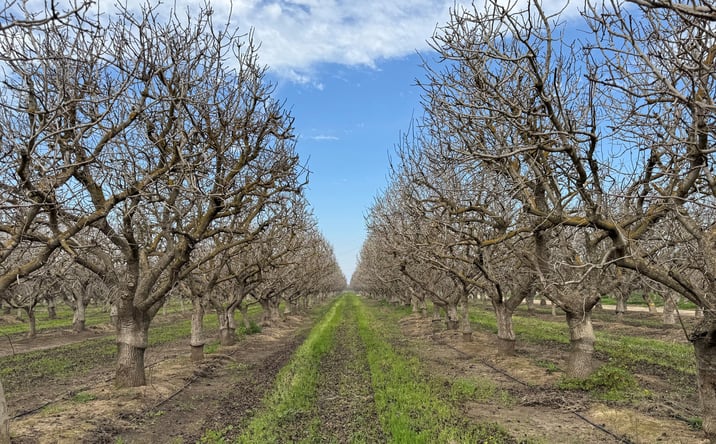 Pictures of Land property located at Ave 88, Terra Bella, CA 93270 for sales - image #1