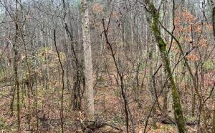 Pictures of Land property located at Lot 7 Butler Rd, Decatur, TN 37322 for sales - image #1