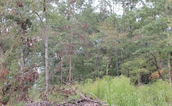 Pictures of Land property located at Tbd County Road 553a, Gainesville, MO 65655 for sales - image #1