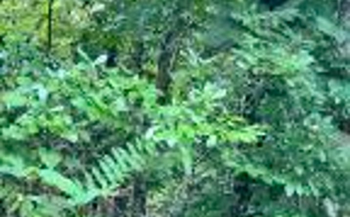 Pictures of Land property located at Wiley Prigmore Ln, Decatur, TN 37322 for sales - image #1