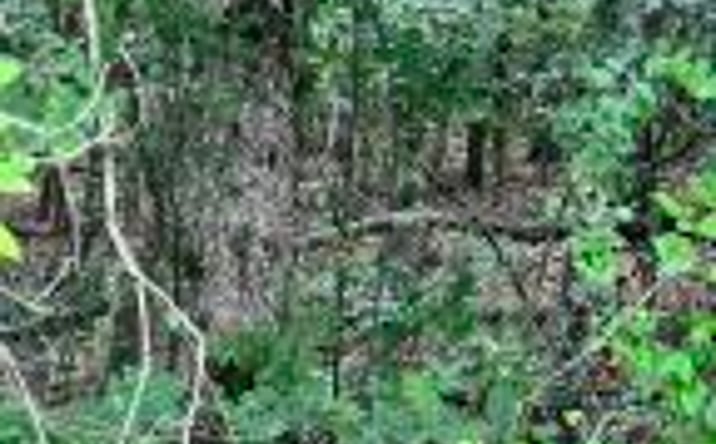 Pictures of Land property located at Willie Prigmore Ridge Rd, Decatur, TN 37322 for sales - image #1
