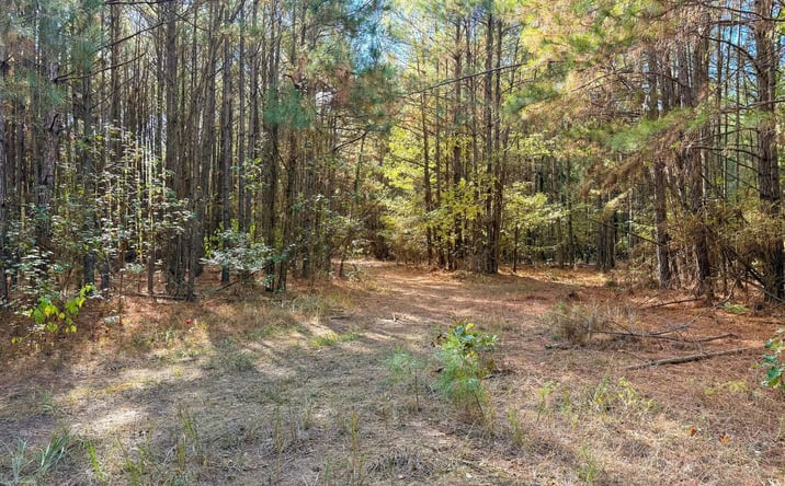 Pictures of Land property located at 00 Black Cemetery Road, Rison, AR 71665 for sales - image #1