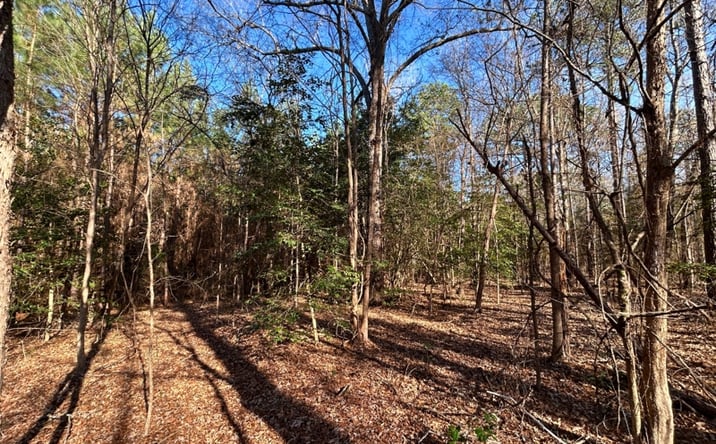 Pictures of Land property located at 13.9 ac CR 3439, Atlanta, TX 75551 for sales - image #1
