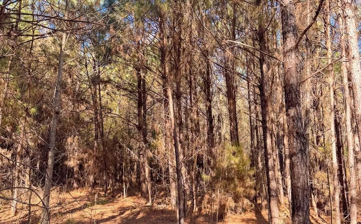 Pictures of Land property located at Norsworthy Rd., Strong, AR 71765 for sales - image #1