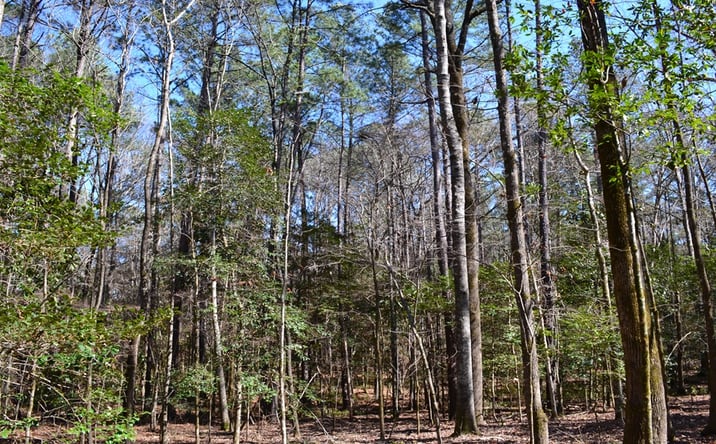 Pictures of Land property located at Mark Wood Rd, Dexter, GA 31019 for sales - image #1