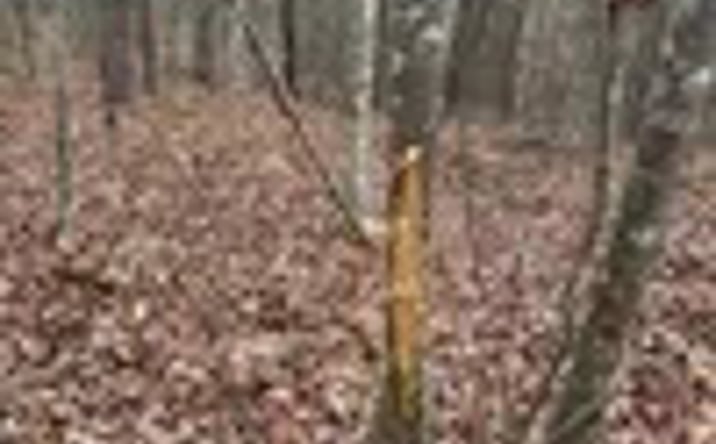 Pictures of Land property located at 273 Co Rd 958, Tishomingo, MS 38873 for sales - image #1