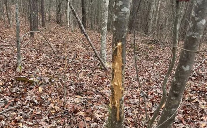 Pictures of Land property located at 273 Co Rd 958, Tishomingo, MS 38873 for sales - image #1