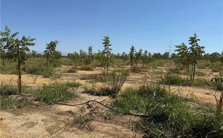 Pictures of Land property located at Mary Ave, Corning, CA 96021 for sales - image #1