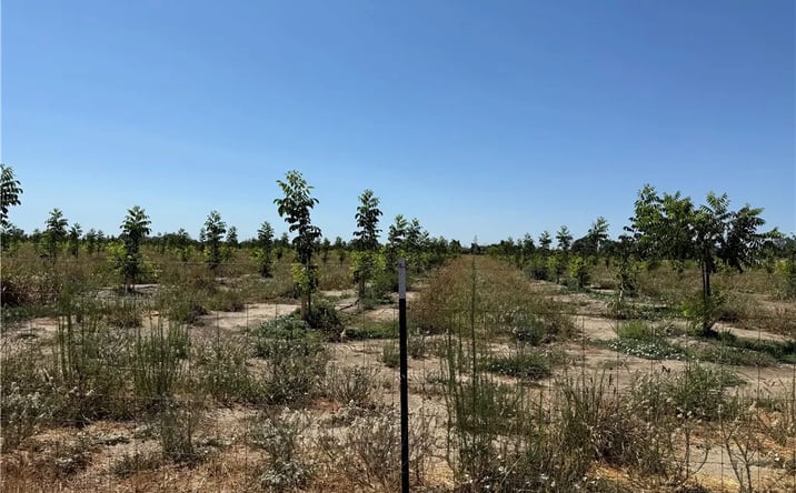 Pictures of Land property located at Loleta, Corning, CA 96021 for sales - image #1