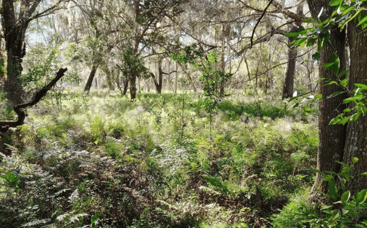 Pictures of Land property located at 432 W Palmetto Ave, Pierson, FL 32180 for sales - image #1