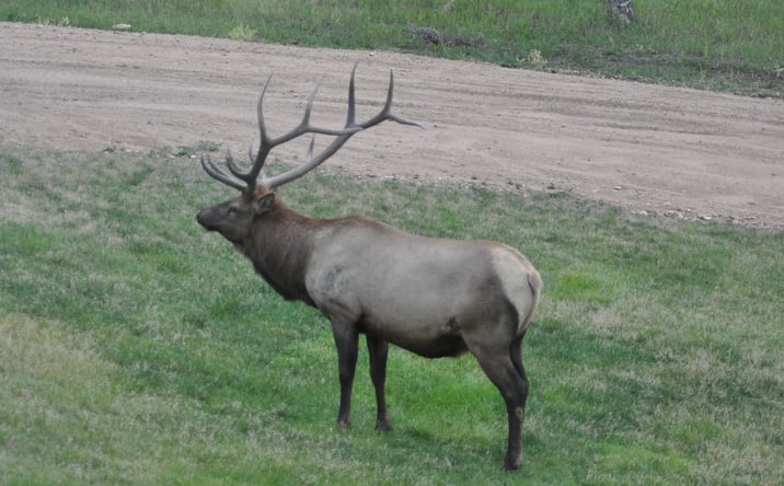 Pictures of Land property located at 13116 S Noka Trail, Pine, CO 80470 for sales - image #1
