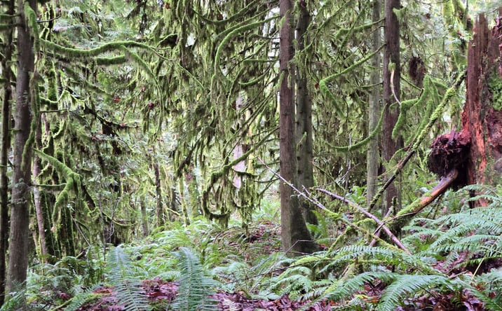 Pictures of Land property located at 185xx 123rd Ave NE, Arlington, WA 98223 for sales - image #1
