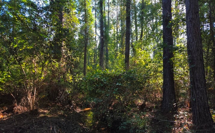 Pictures of Land property located at 0 Walden Way, Adrian, GA 31002 for sales - image #1