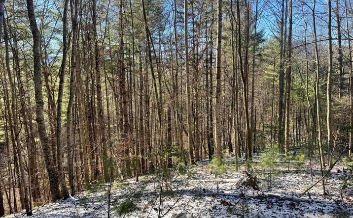 Pictures of Land property located at 0 Clear Branch Road, Flag Pond, TN 37657 for sales - image #1