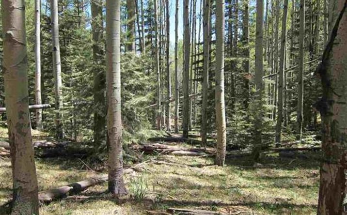 Pictures of Land property located at 142 Ely Ln, Cloudcroft, NM 88317 for sales - image #1
