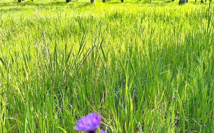 Pictures of Land property located at 18461 Old Wards Ferry Road, Sonora, CA 95370 for sales - image #1