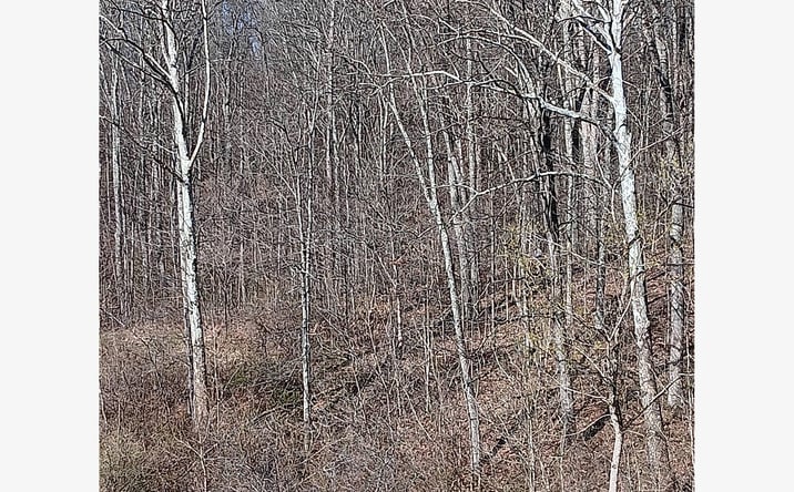 Pictures of Land property located at 0 Setty Rd/ Petit Rd, Albany, OH 45710 for sales - image #1