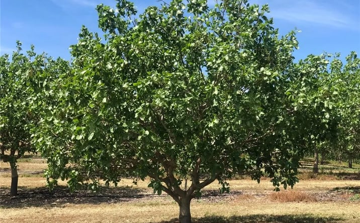 Pictures of Land property located at 17981 Los Cerritos, Snelling, CA 95369 for sales - image #1
