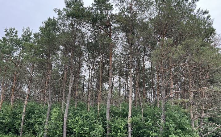 Pictures of Land property located at Lot 5, Sue Alan Drive, Wittenberg, WI 54499 for sales - image #1