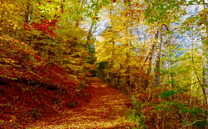 Pictures of Land property located at Slab Camp Run, White Sulphur Springs, WV 24986 for sales - image #1