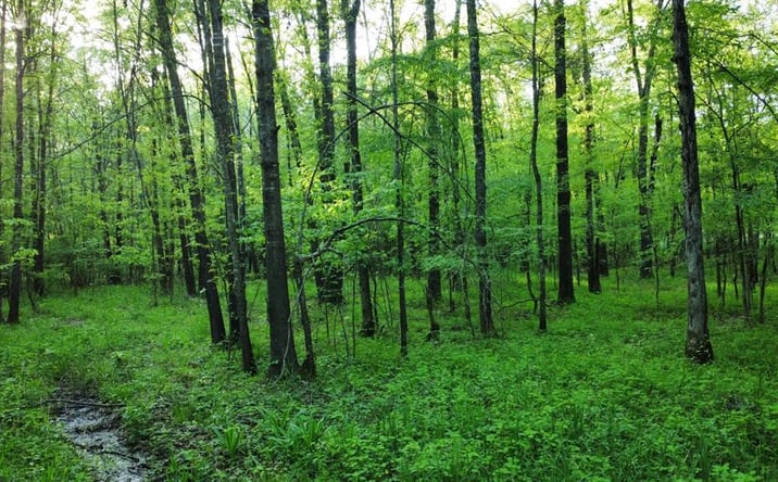 Pictures of Land property located at 2621 Goodwater Road, Idabel, OK 74745 for sales - image #1